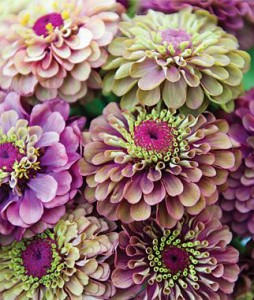 queen red lime zinnia from pinterest
