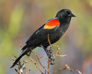 Red-winged_Blackbird_l07-46-110_l_1