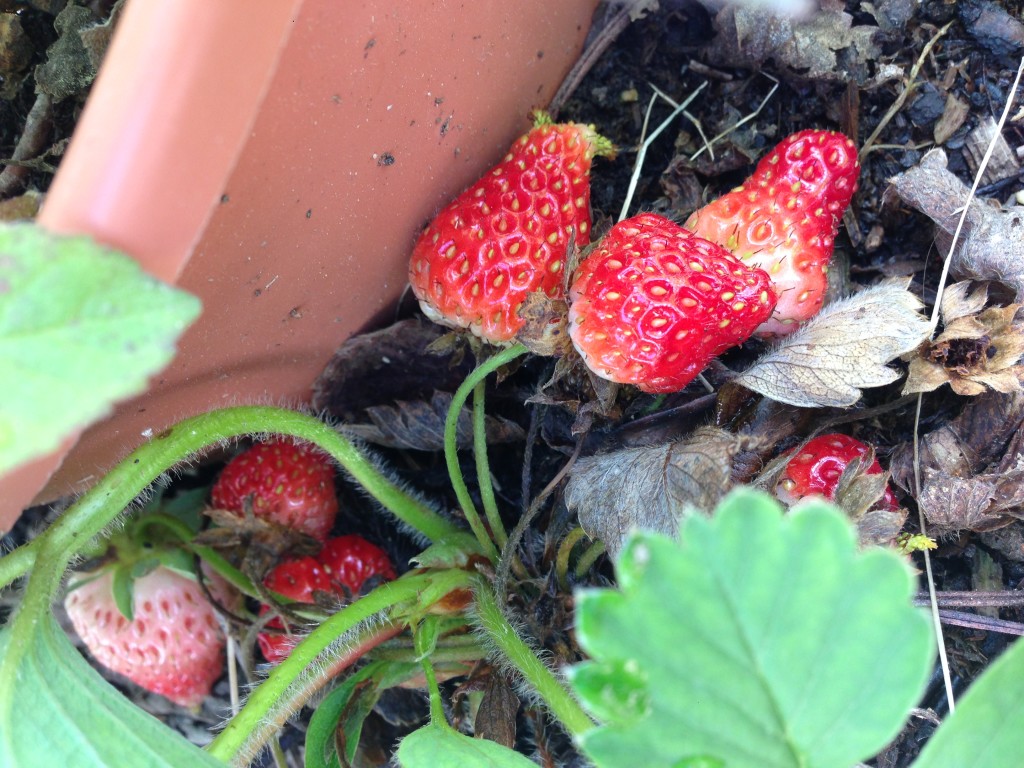 strawberries