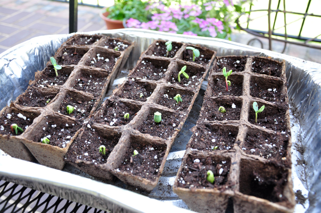 sunflower starts