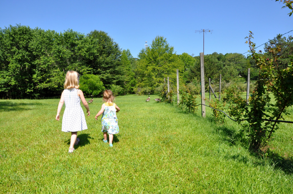 bitties headed for blueberries