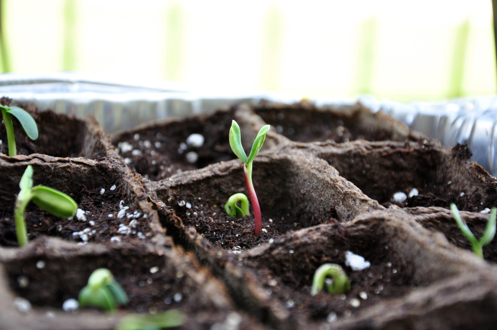 sunflower starts