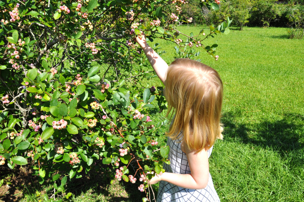 bitty E picking blueberries