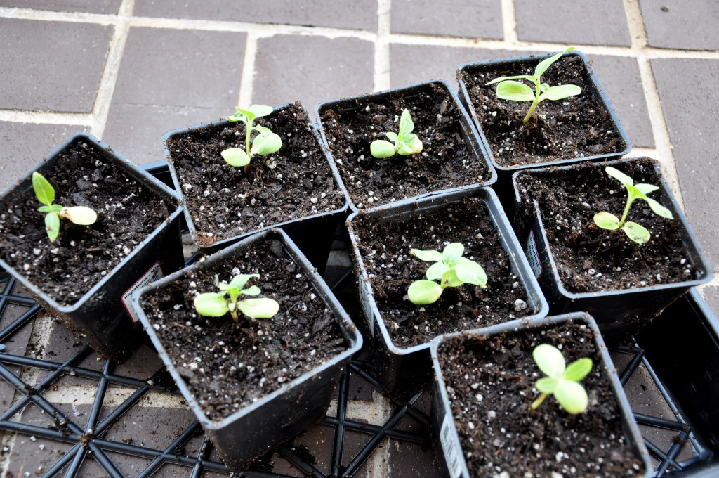 sunflower starts