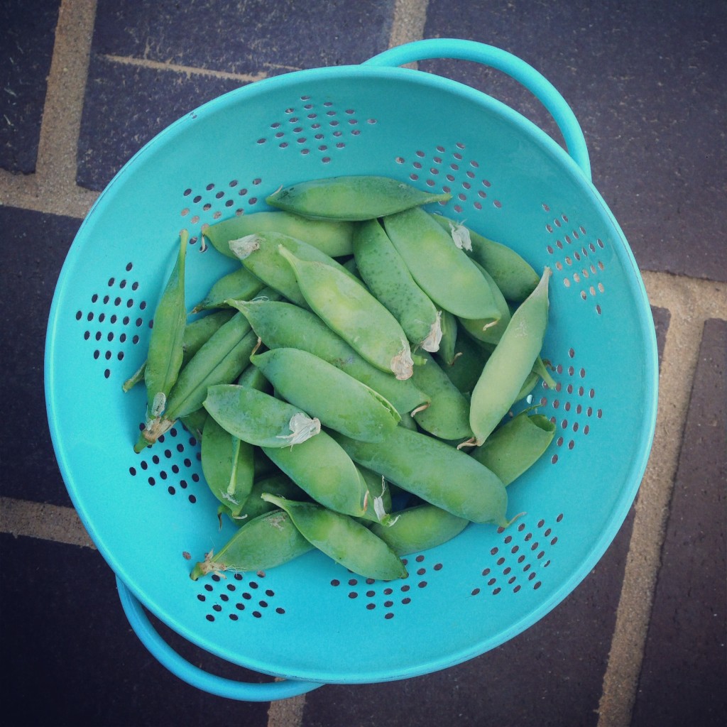 first pea harvest