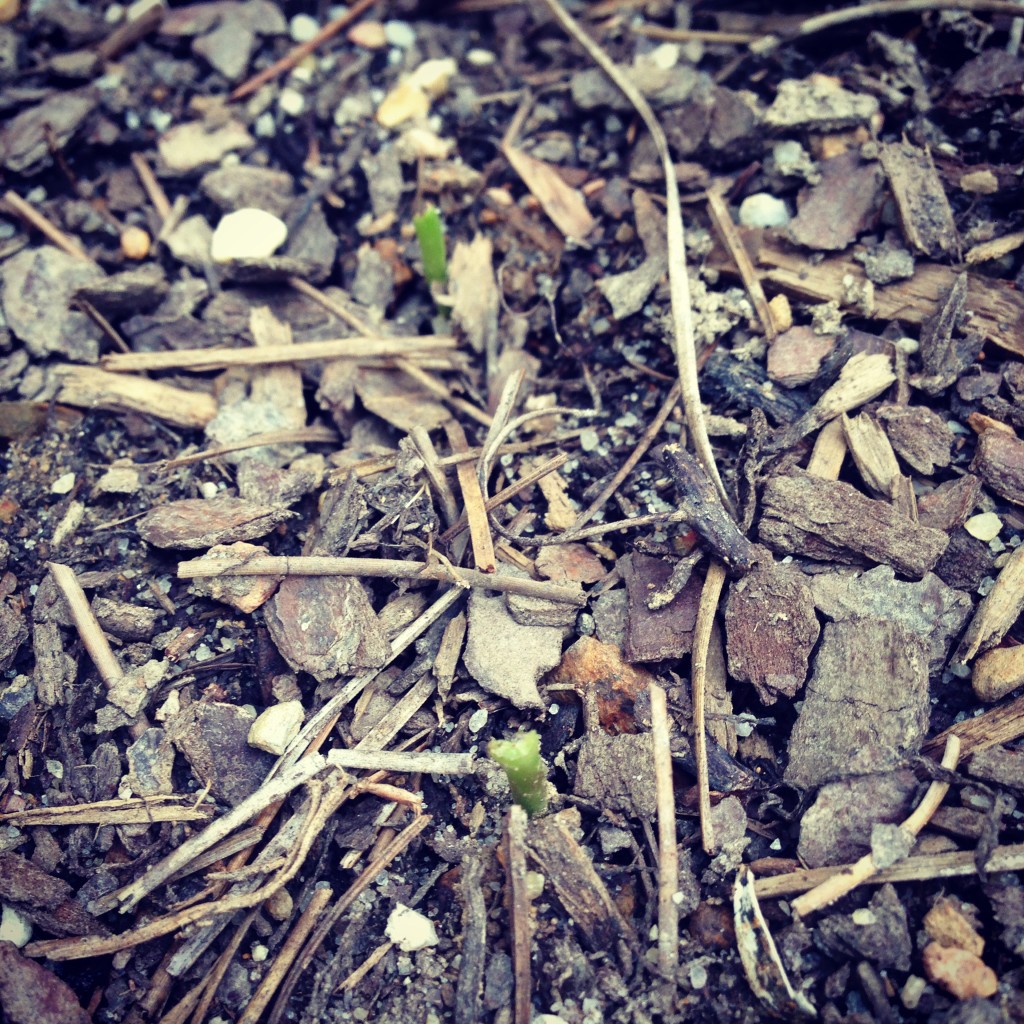 sunflower stems