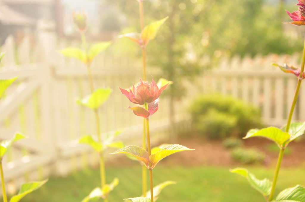 bee balm 2