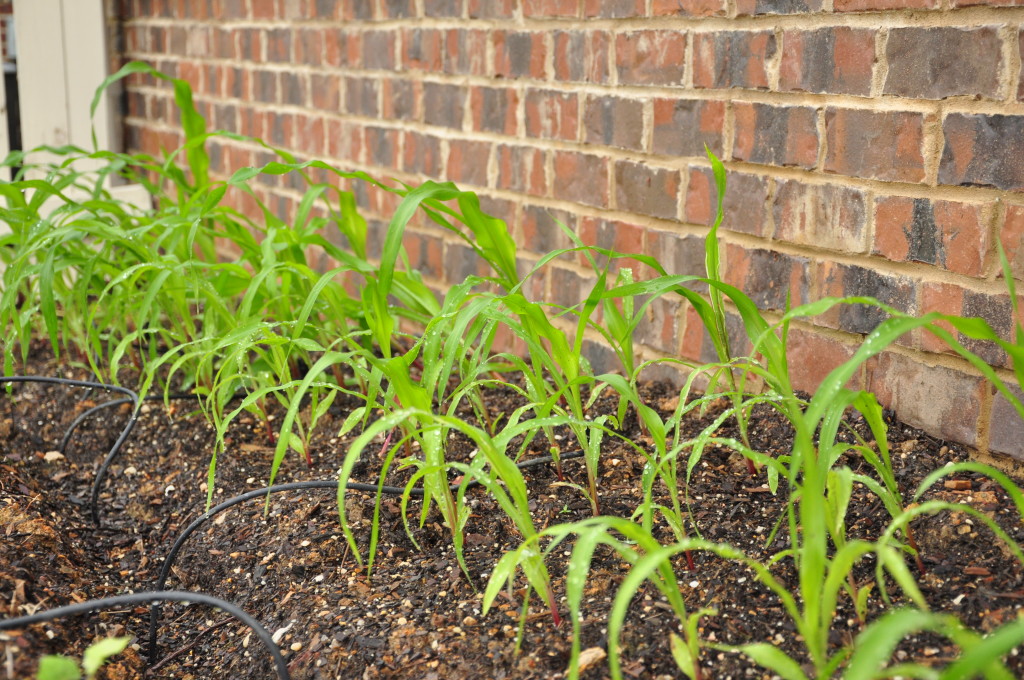 baby corn