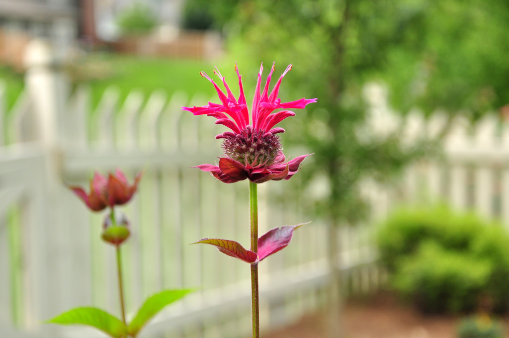 bee balm 3