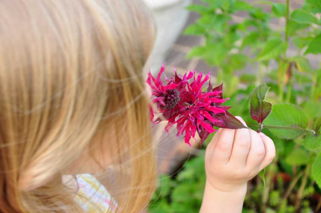 bee balm 4