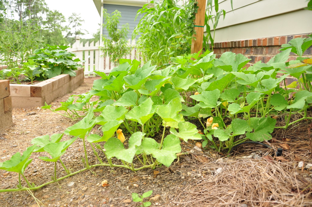 pumpkins