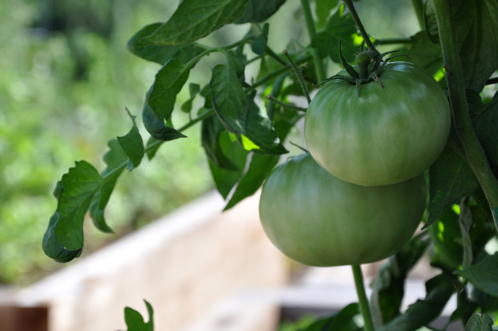 green tomatoes