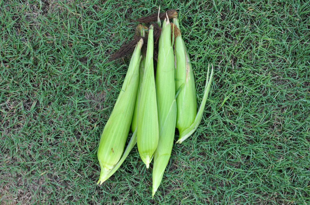 corn