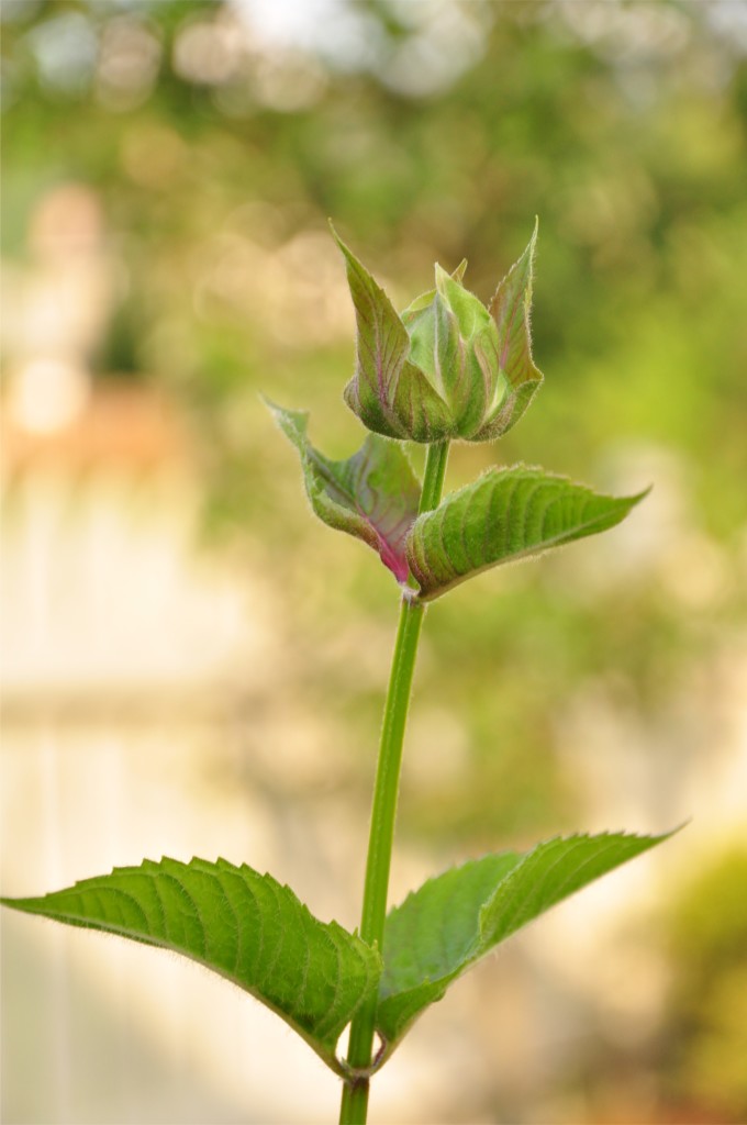 bee balm