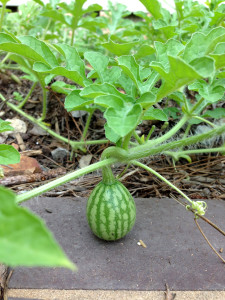 baby watermelon