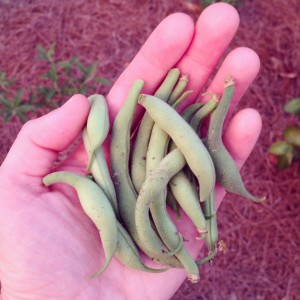 Green beans at twilight.
