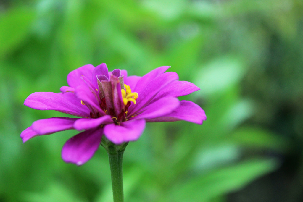 zinnia