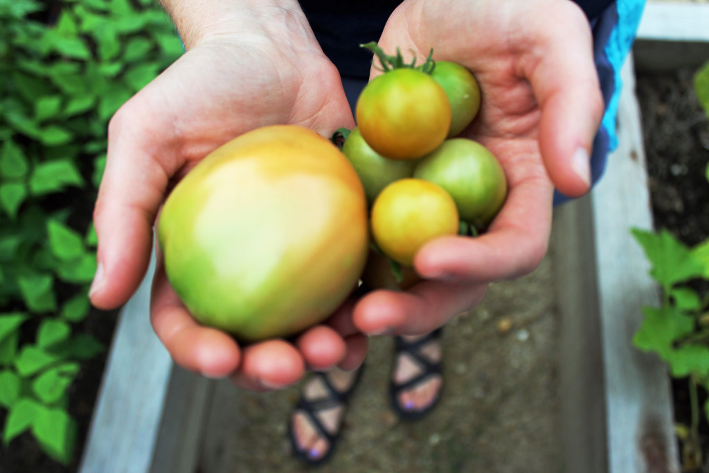 tomato-toes