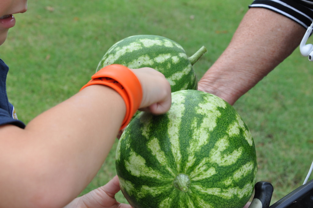 watermelons