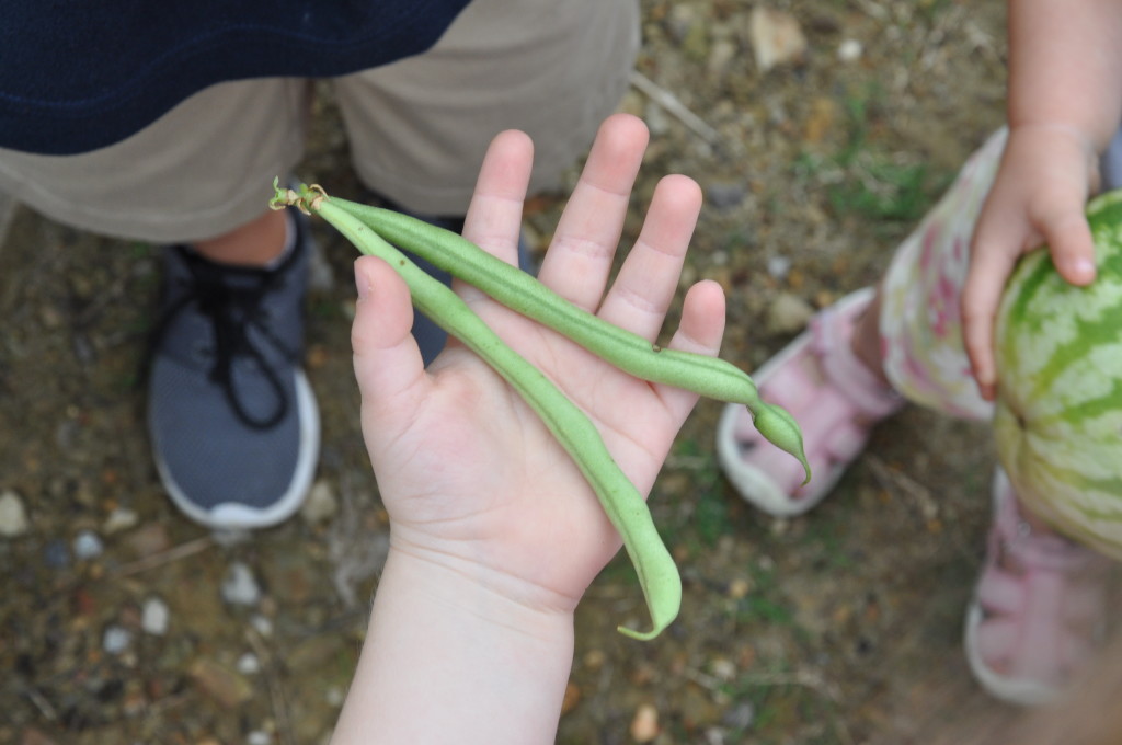 bitty holding green beans