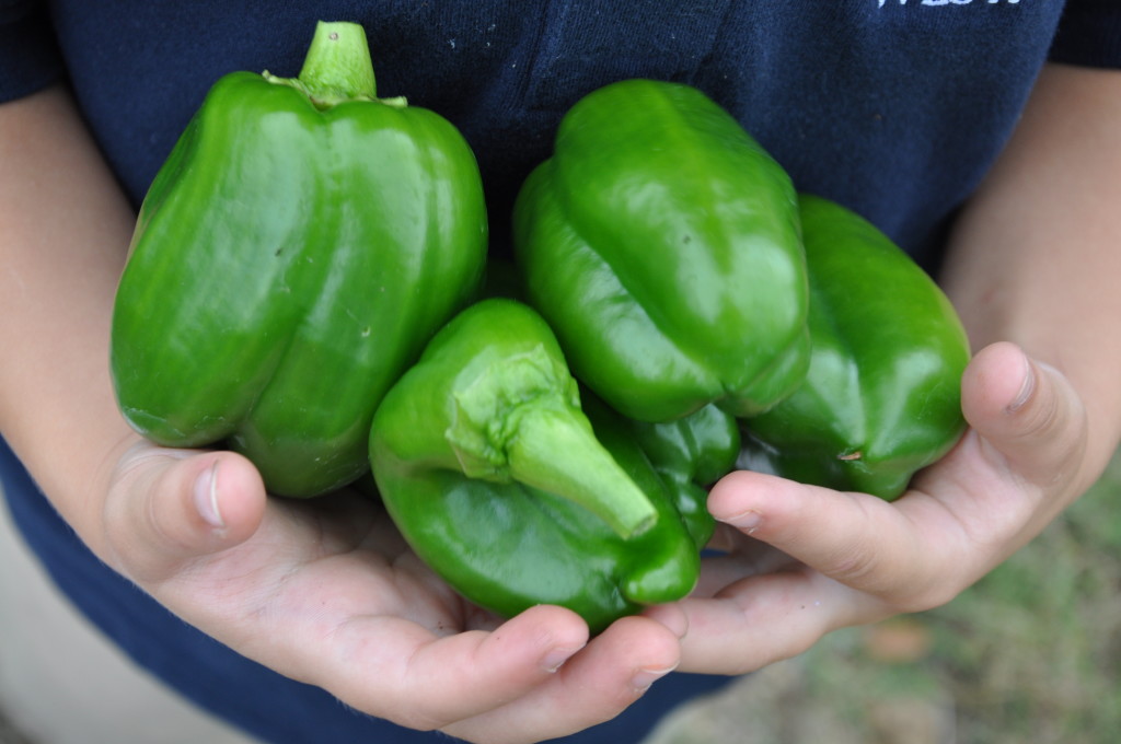 green peppers