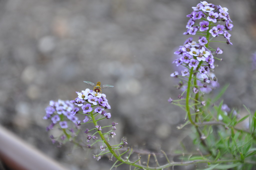 alyssum