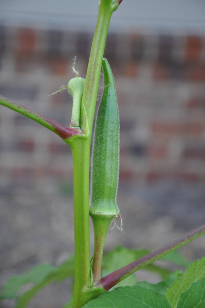 okra