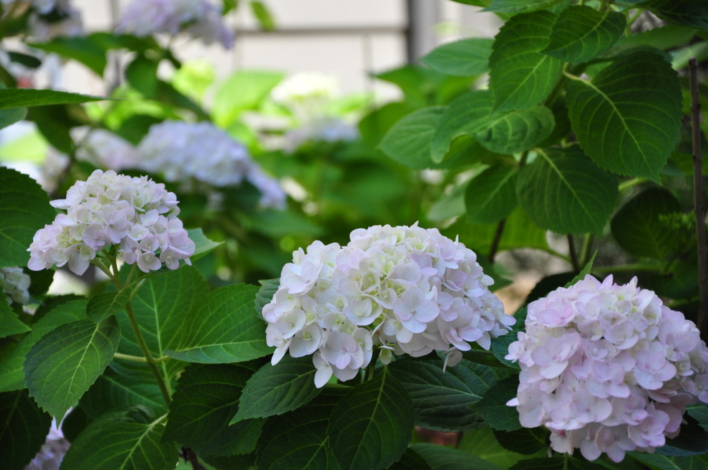 height of hydrangeas