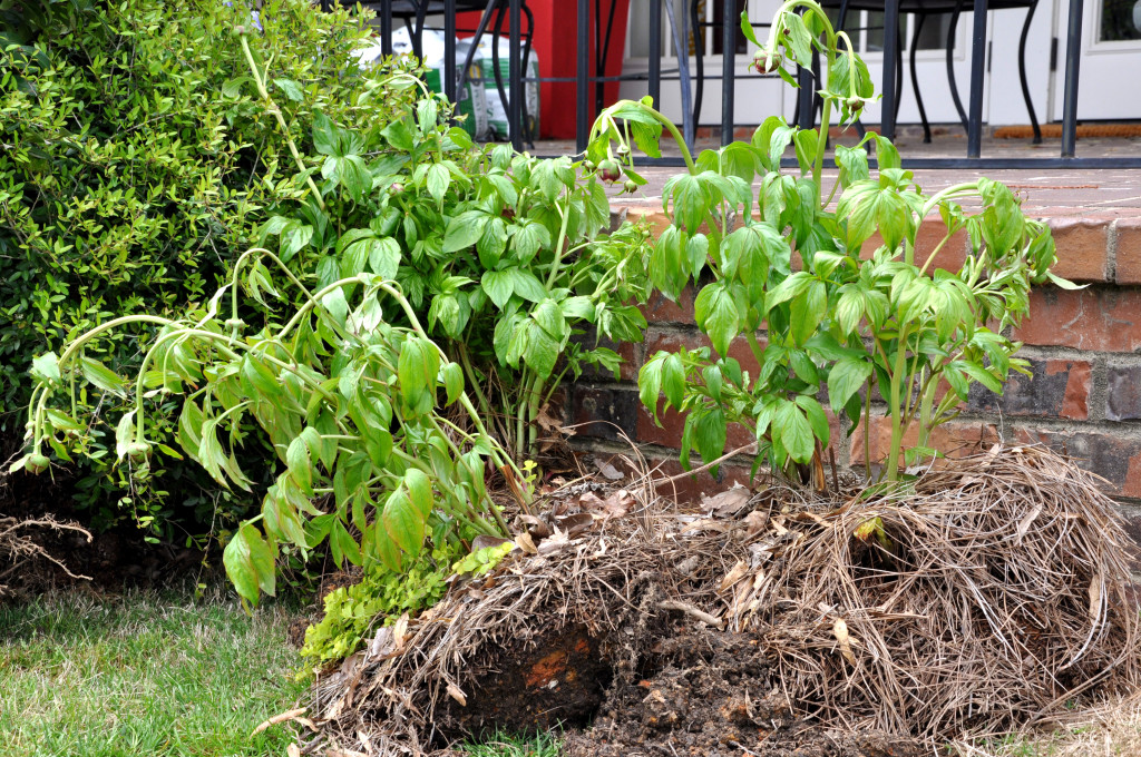 peonies uprooted