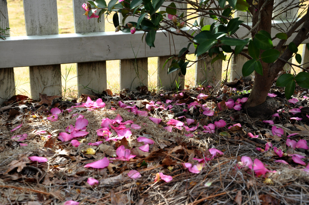 pink camellia