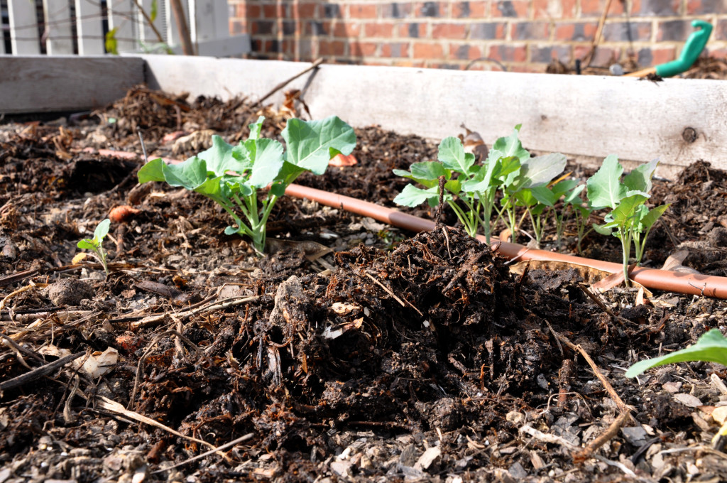 I spread it on the "broccoli bed," because in case it's unclear, the "broccoli bed" isn't doing so hot...