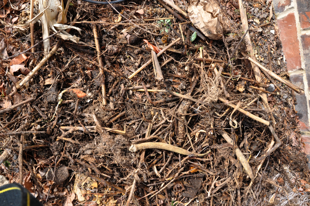 corn stalk compost