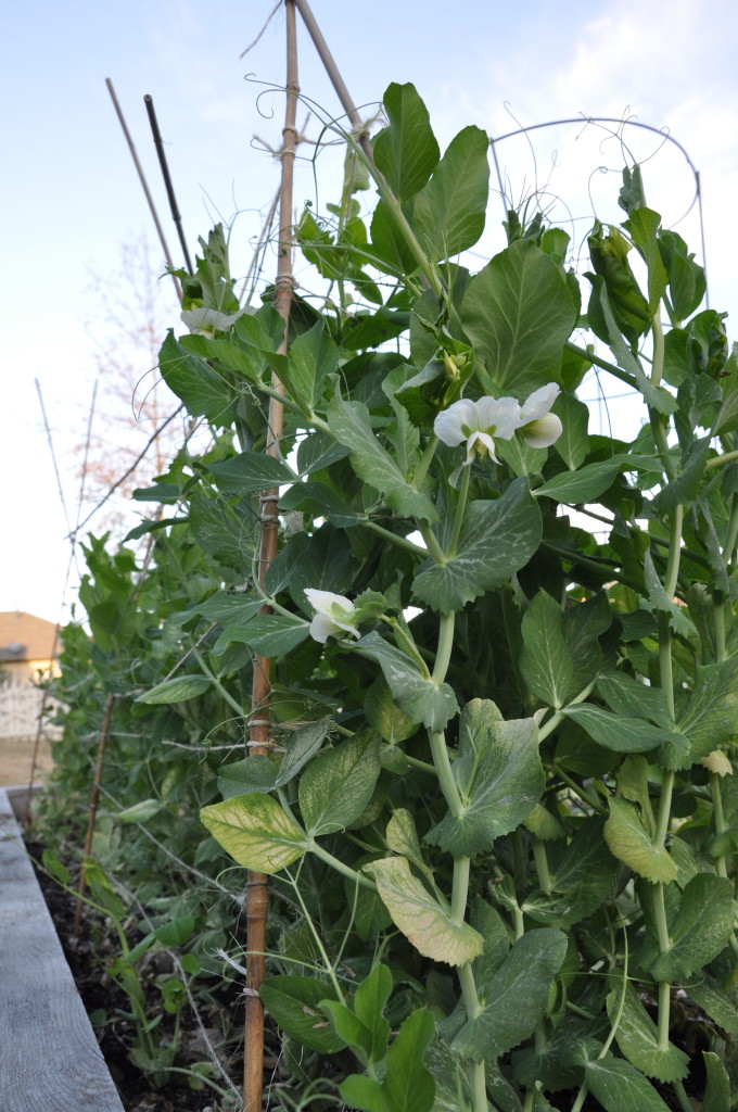 peas