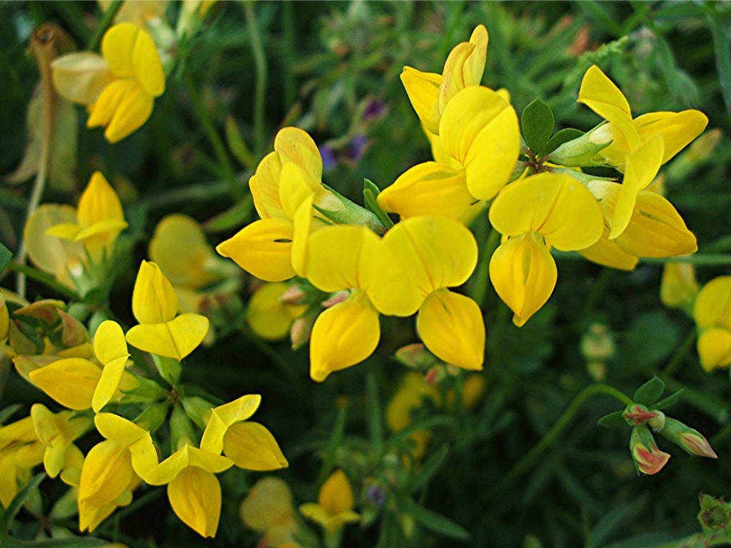 bird's foot trefoil