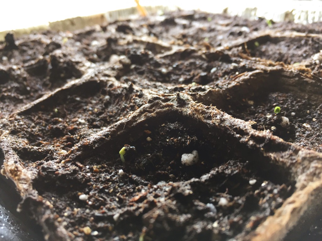 seed starting 1