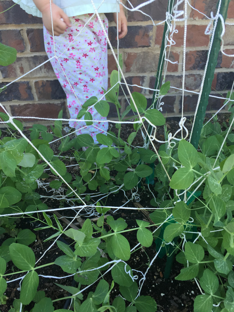 pea stomping