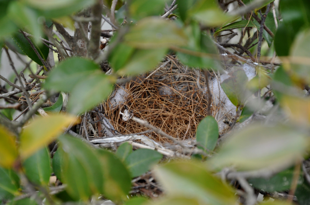 empty nest