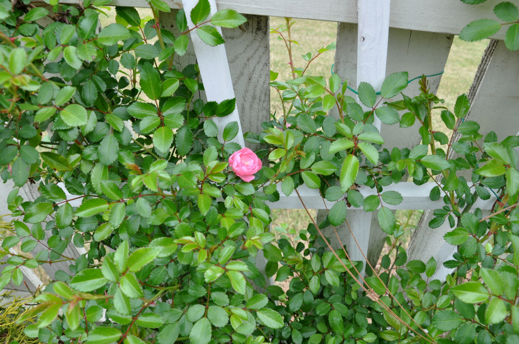 climbing rose