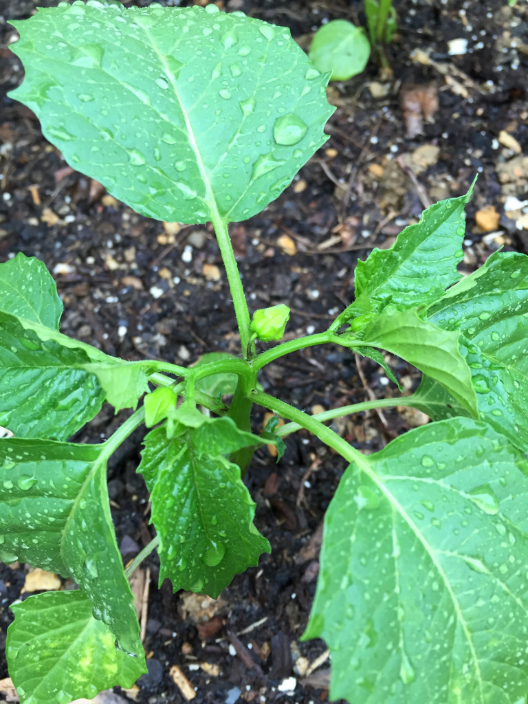 tomatillos