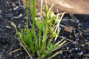 rabbit parsley