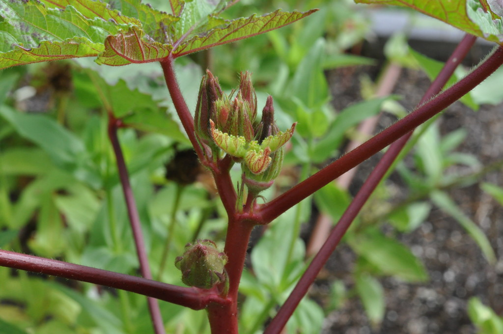 okra