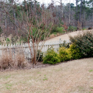 When the bell tolls, it’s coming for the cryptomeria