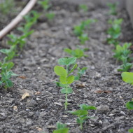 Fall sprouts