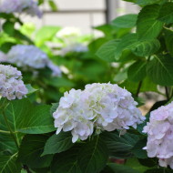 Everything I never knew about: Hydrangeas