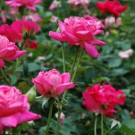 Everything I never knew about: knockout roses