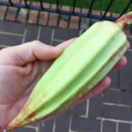 While the cat’s away…the okra will grow to inedible proportions